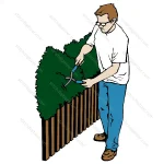 Gardener Trimming Hedges