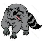 Racoon Walking